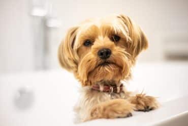 dog in a bath