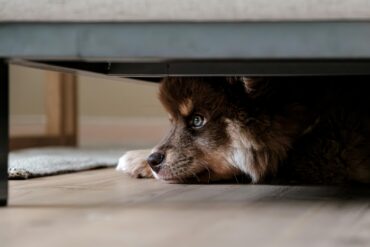 dog hiding under the couch