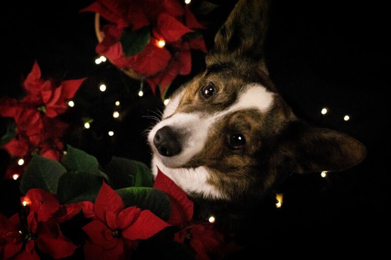 dog with poinsettia