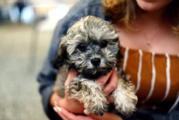 new puppy