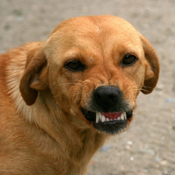 dog teeth-baring