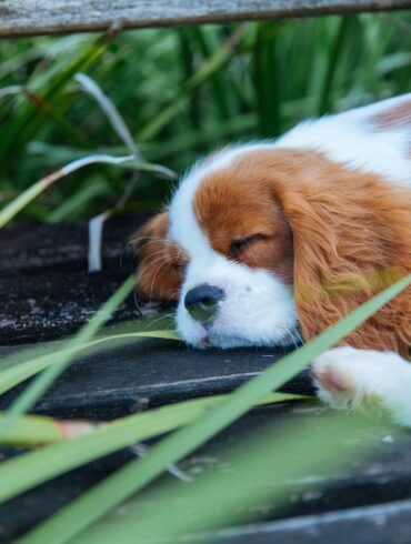 dog sleeping in grass