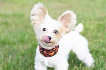 dog licking lips