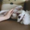 dog getting belly rub