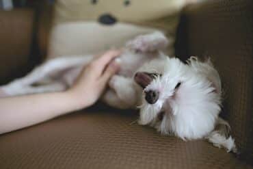 dog getting belly rub