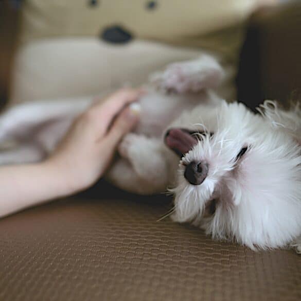 dog getting belly rub