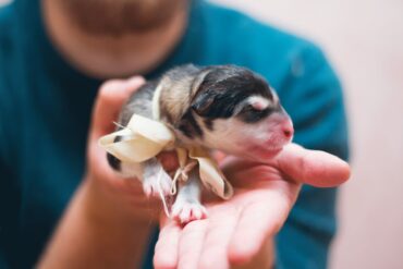 newborn puppy