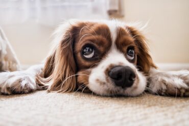 scared puppy