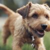 Griffairn Terrier dog breed