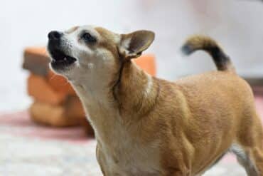 dog barking