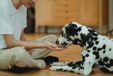 dog getting a treat