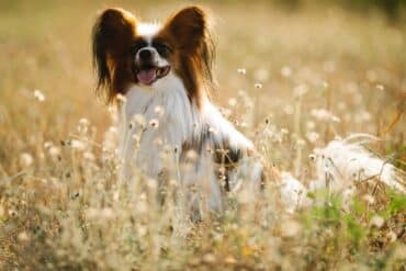 dog outdoors