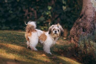 dog in the grass