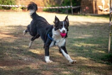 dog playing fetch