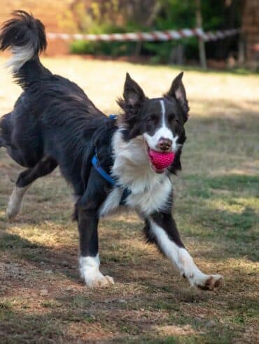 dog playing fetch