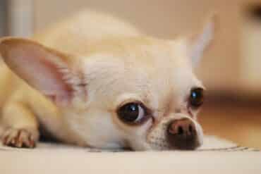 yellow chihuahua puppy