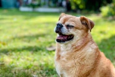 dog outdoors