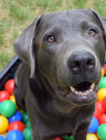 dog in colorful ball pit