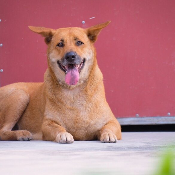 Shiba Inu Dog