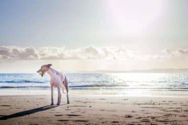 dog at the beach