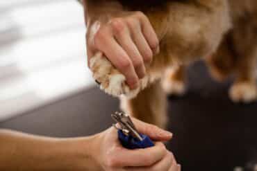 dog nail trim