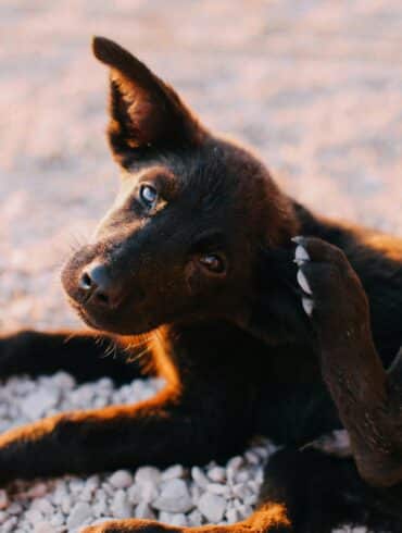 dog scratching himself