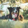 happy border collie dog sitting in the grass