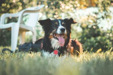 happy border collie dog sitting in the grass