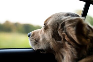 dog looking out closed car window
