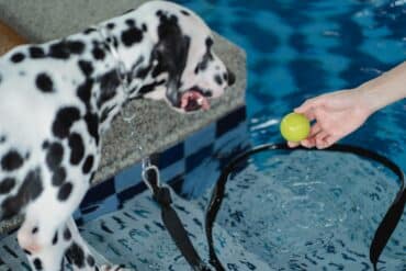 dog playing with unsafe small ball