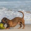 dog biting coconut on the beach