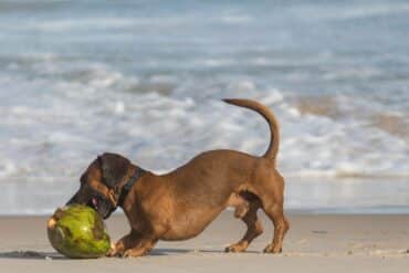 dog biting coconut on the beach