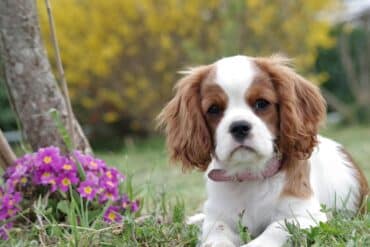 Dog sitting near flowers