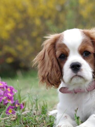 Dog sitting near flowers