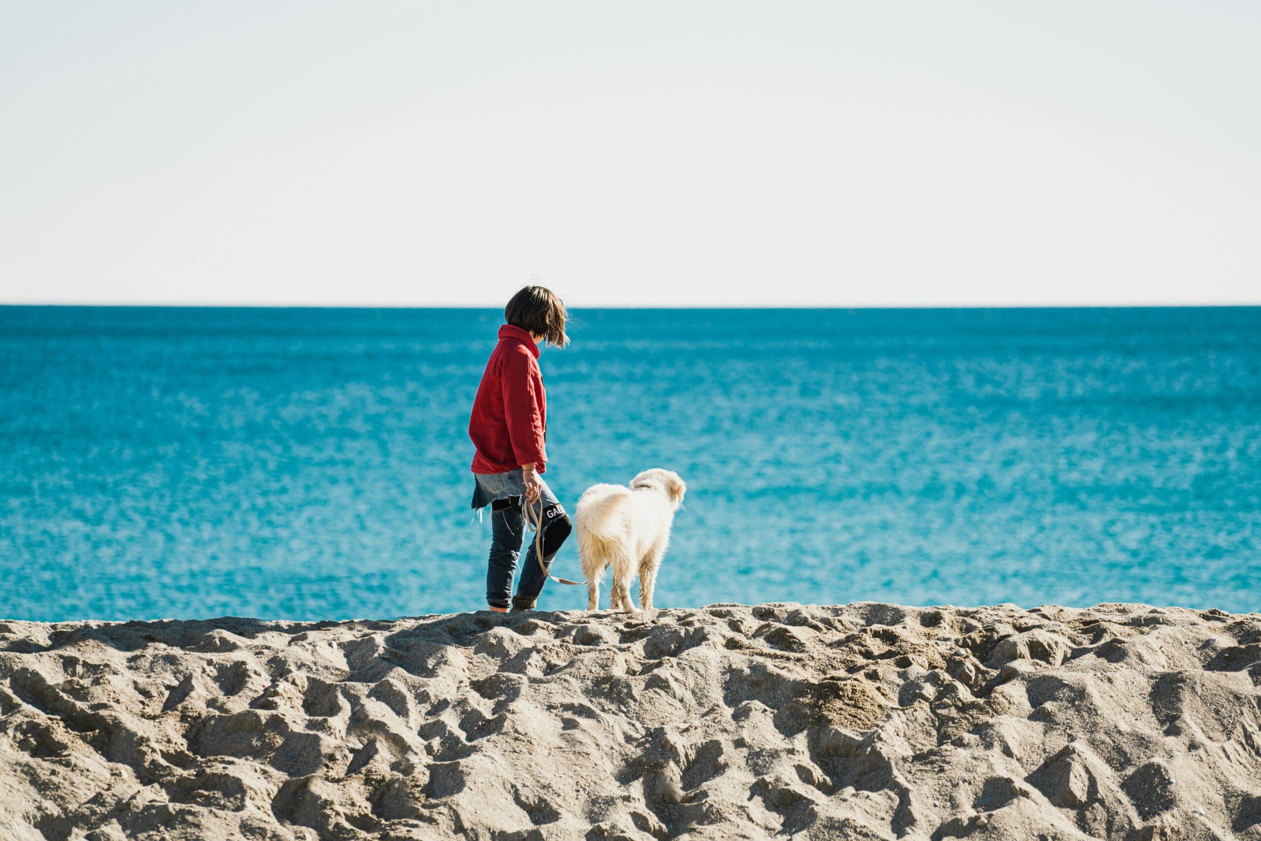 10 Dog Friendly Beaches In Georgia Sidewalk Dog