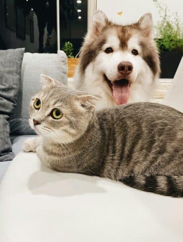 a dog and a cat sitting on a couch