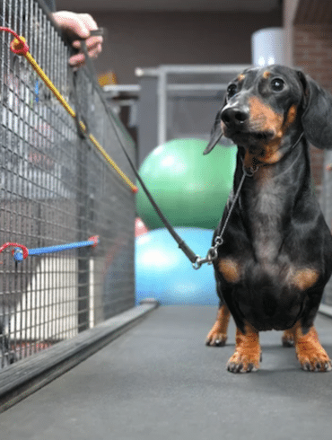 a cute dog on a treadmill