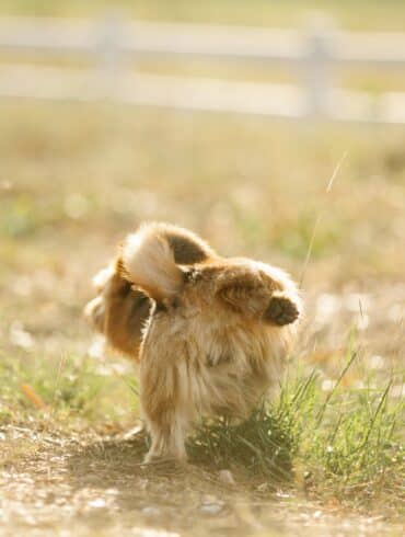 dog peeing outside