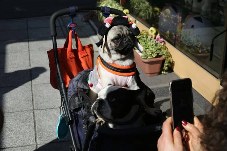 dog in stroller getting a photo taken
