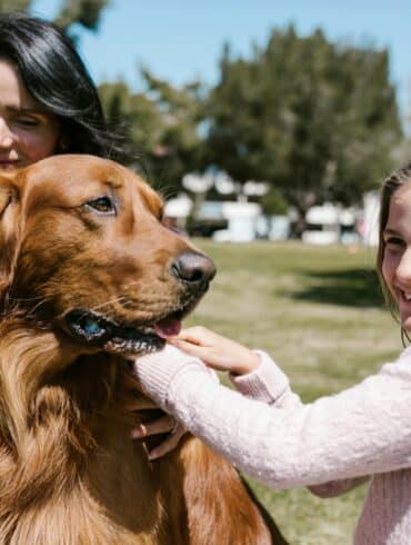 How to Guides + Dog Training