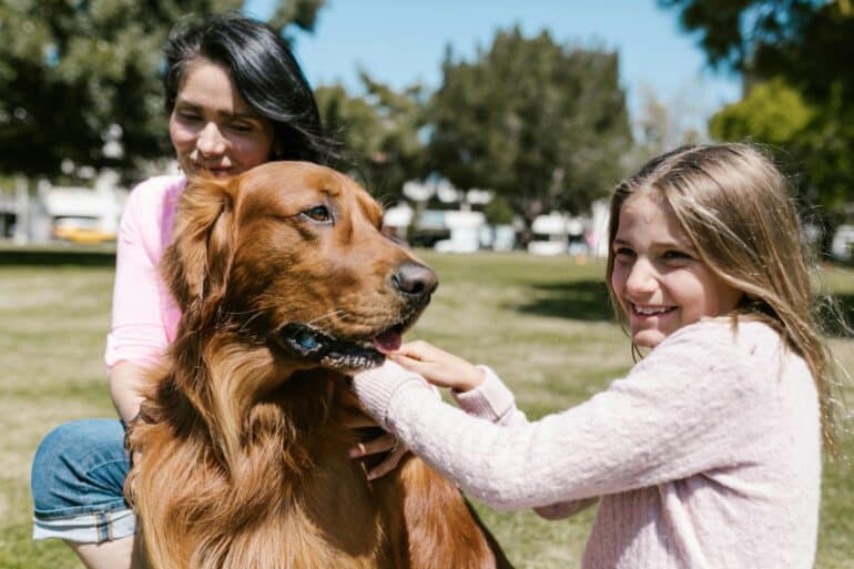 How to Guides + Dog Training