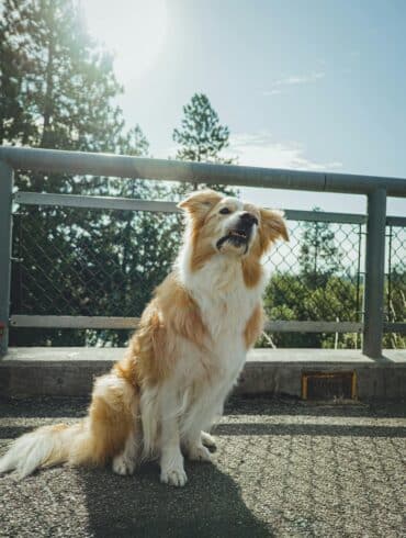 How-to-Stop-Territorial-Barking