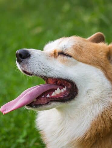 Your Dog's Mouth