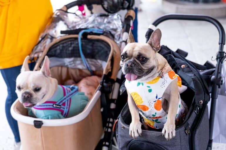 Dog Stroller Boom