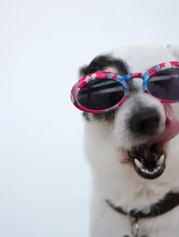 The Proper Way to Brush Your Dog's Teeth & Keep Them Clean