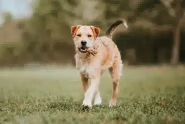 dog park off leash chewing bone